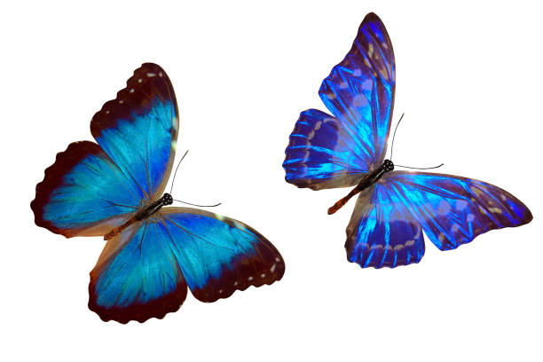 istock tropical blue butterfly. isolated on white background 1147656626