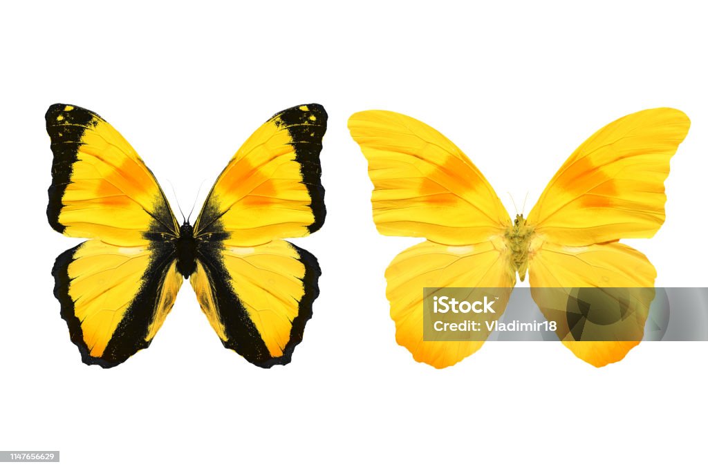yellow butterfly isolated on white background. tropical insects. Butterfly - Insect Stock Photo