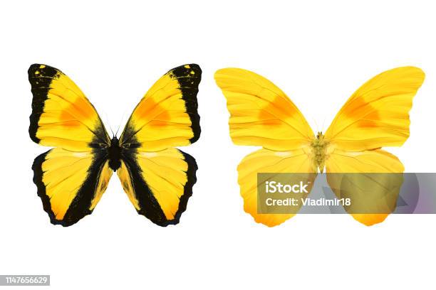 Yellow Butterfly Isolated On White Background Tropical Insects Stock Photo - Download Image Now