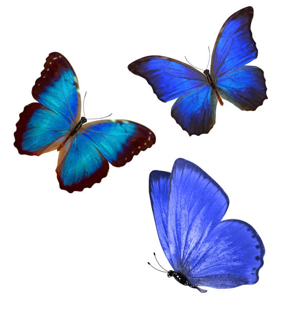 istock flock of blue butterflies isolated on white 1147656654