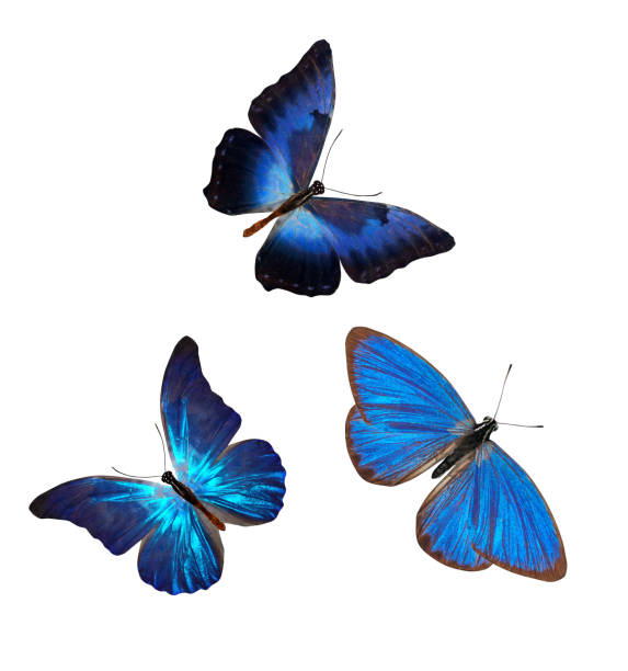 istock flock of blue butterflies isolated on white 1147656657