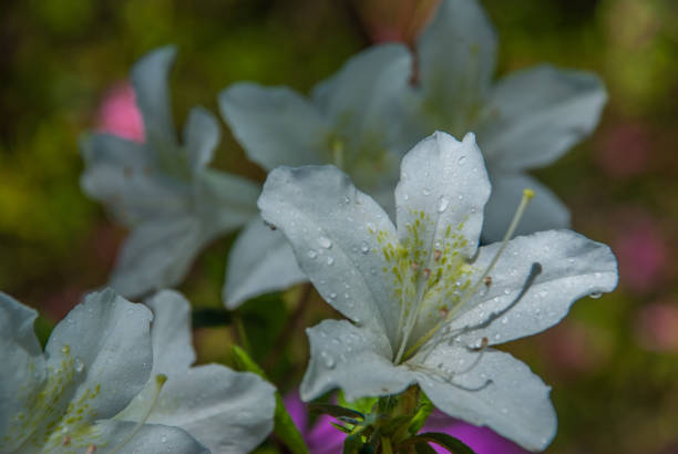 Beautiful white flowers of Azalea Japonica Palestrina (Rhododendron Palestrina) Suitable for making background images