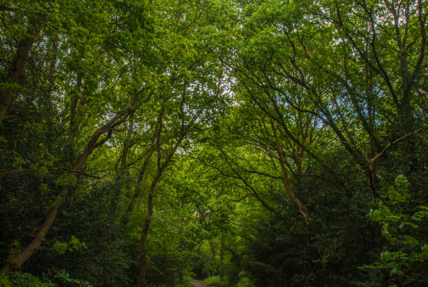 istock the road in the forest with many trees green. 1147656803