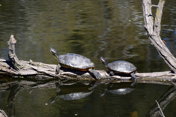 istock A pair of black turtles sunbathing. 1147661177