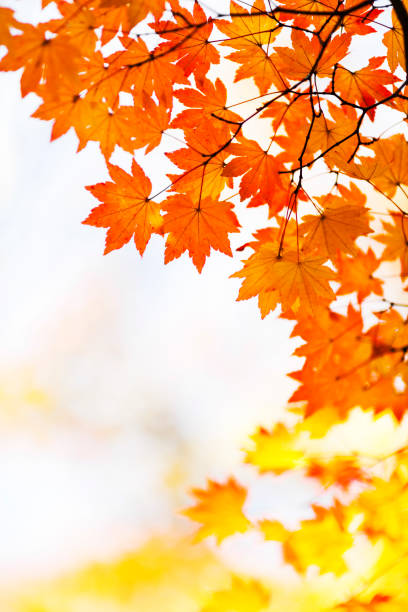 istock Autumn Leaves In The Forest 1147662379
