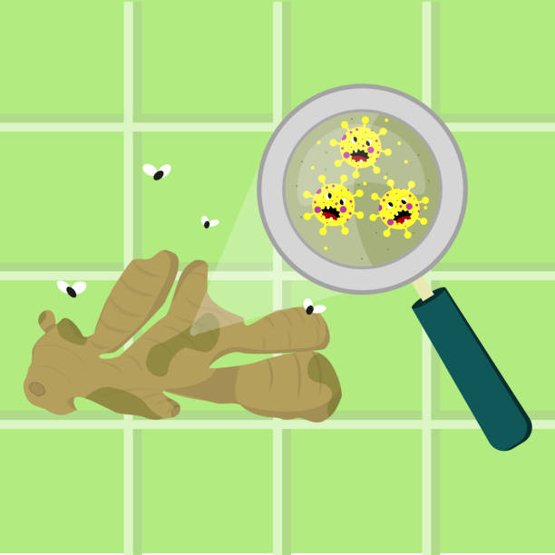 ilustrações, clipart, desenhos animados e ícones de gengibre contaminado com micróbios - bacterium virus magnifying glass green