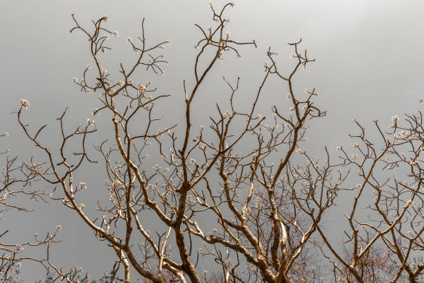 istock Flowers that are with dry branches Intersect with the sky 1147662662