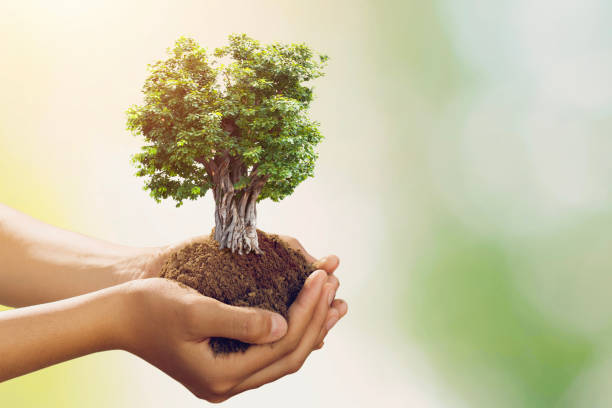 istock hand holding big tree growing on green background 1147664111