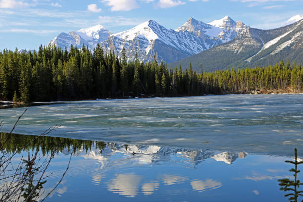 istock The duck on Herbert Lake 1147669431