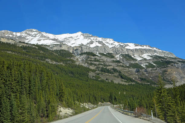 istock Green forest and Icefield Parkway 1147669434