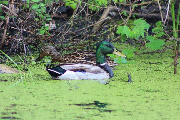 istock Mallard couple in duck weed 1147672388