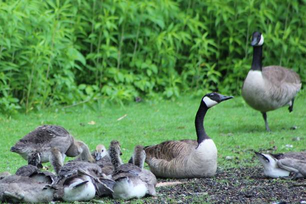 Canada goose family stock photo