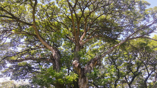 istock cloudy sky with tree in corner of view 1147673033