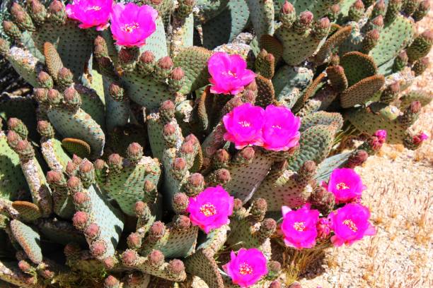 istock OPTION OPUNTIA - 29 PALMS - 040919 A 1147673067