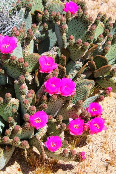 istock OPTION OPUNTIA - 29 PALMS - 040919 B 1147673068
