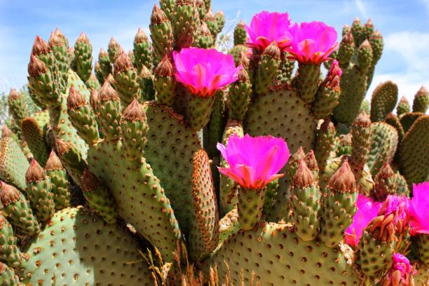 istock OPTION OPUNTIA - 29 PALMS - 040919 D 1147673071
