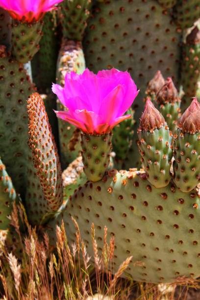 istock OPTION OPUNTIA - 29 PALMS - 040919 C 1147673072
