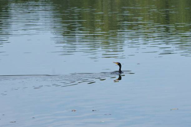 Cormorant swims in lake stock photo