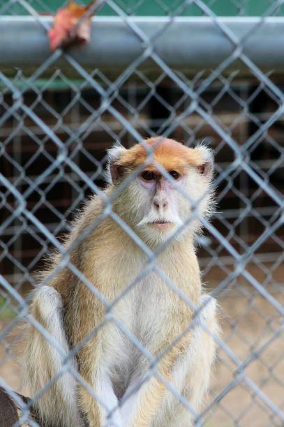 Curious monkey face stock photo