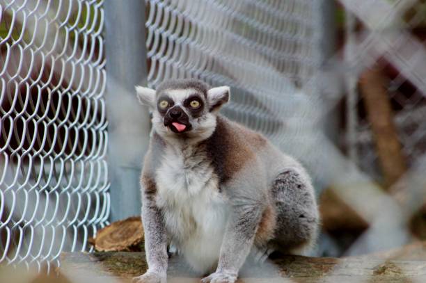 Crazy lemur stock photo