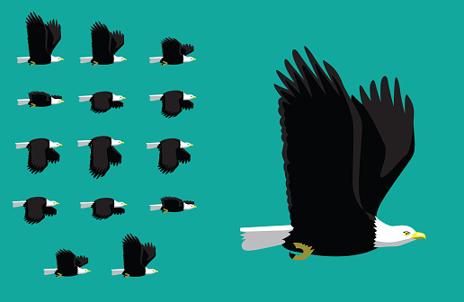Animal Animation Sequence American Eagle Flying Cartoon Vector