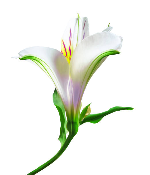 istock White alstroemeria flower, isolated on white background. 1147676641