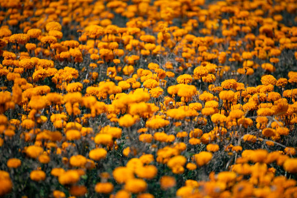 istock The marigold flowers / gemitir in bali 1147676963