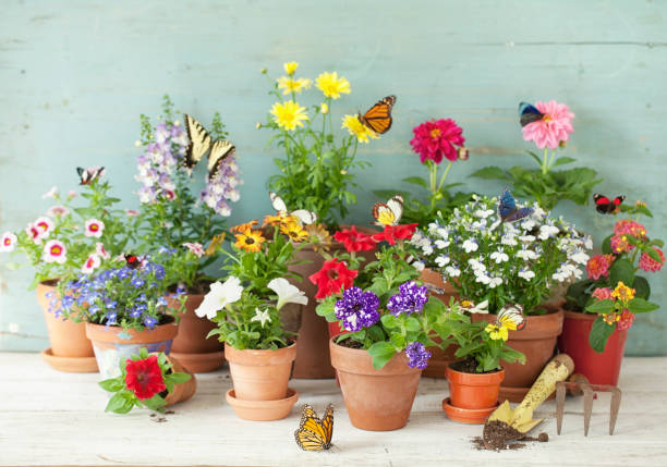 istock Garden Flowers background 1147677567
