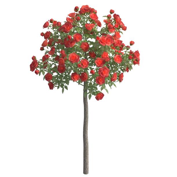 istock Rose bush 3d illustration isolated on the white background 1147678497
