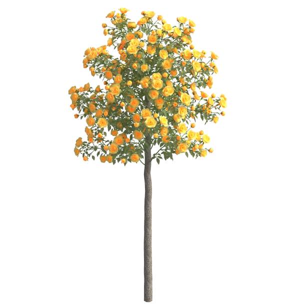 istock Rose bush 3d illustration isolated on the white background 1147678510