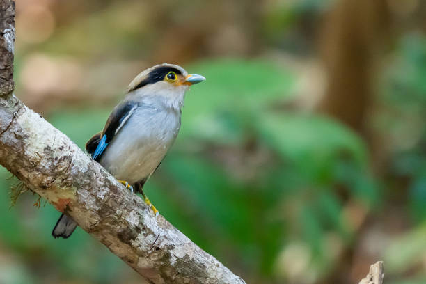 istock Silver-breasted Broadbill perching on perch in a forest of northern Thailand 1147678540