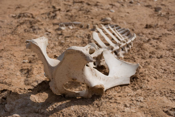 istock Remains of life. 1147678587