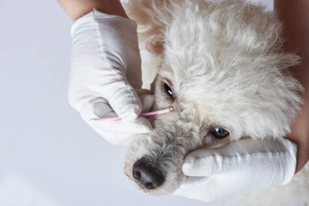 istock Dog eye infection 1147680739