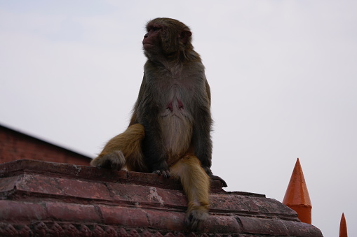 A monkey sitting on a stone wall. The background consists of a dirt ground and blurred trees.