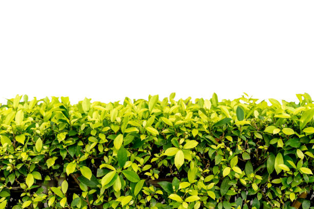 istock Tree fence wall decorated in the garden. 1147682884