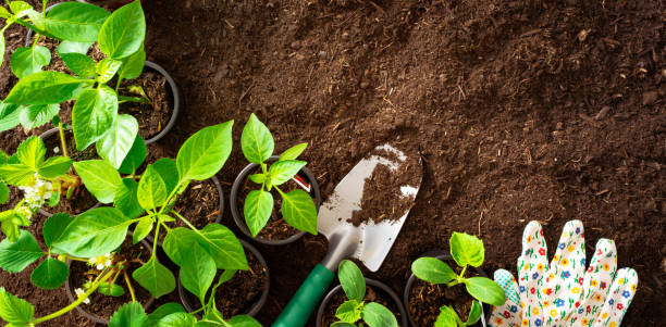 vista superior de ferramentas e de seedlings de jardinagem no solo - gardening shovel digging flower bed - fotografias e filmes do acervo