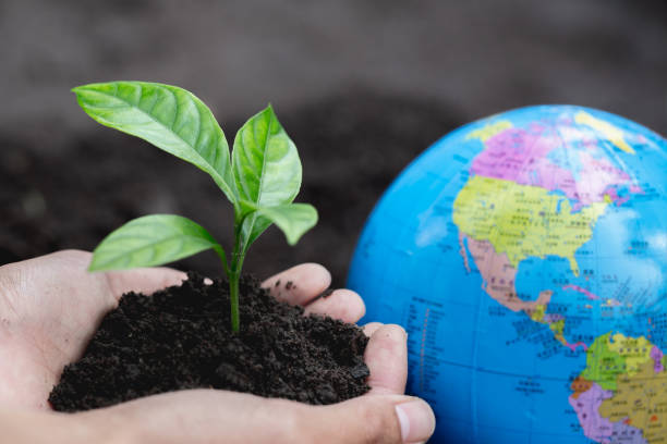 istock Small seedlings that grow in human hands, plant trees to reduce global warming, Forest conservation, World Environment Day. 1147686037