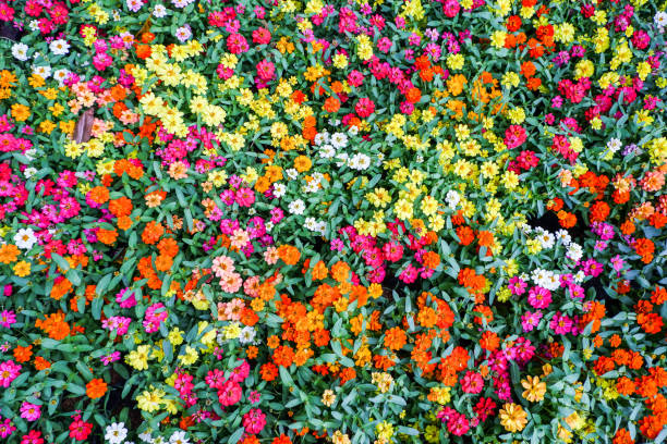 istock Seamless pattern vivid flowers in the natural meadow from top view. 1147687899