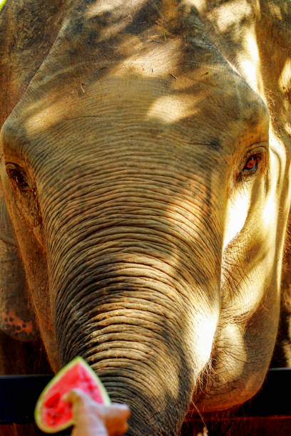 istock Close up photo of elephant face 1147691884