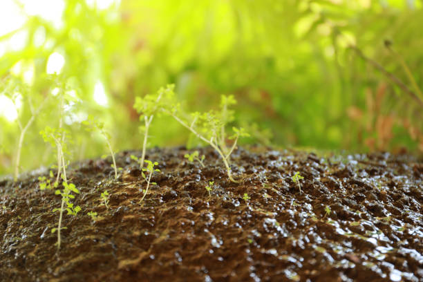Growth of young trees