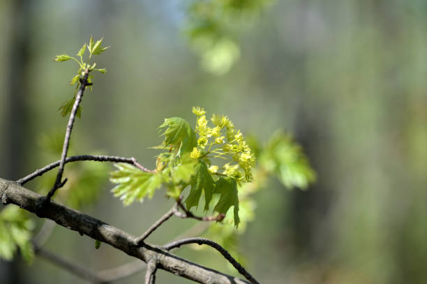 istock Blossoming maple tree in a sunny spring day close up 1147692569