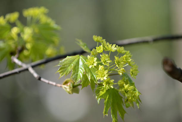 istock Blossoming maple tree in a sunny spring day close up 1147692598
