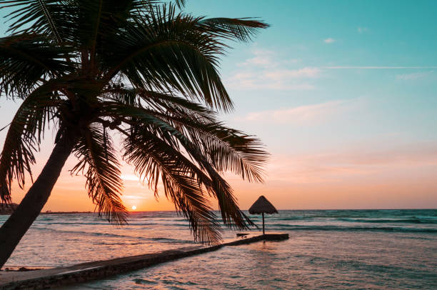 Palapa and palm tree on tropical beach at sunrise, Mayan Riviera, Mexico, Puerto Aventuras stock photo