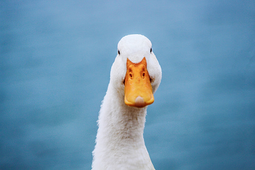 white duck with yellow beak on blue background