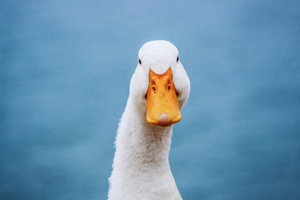 176,300+ Duck Beak Stock Photos, Pictures & Royalty-Free Images - iStock