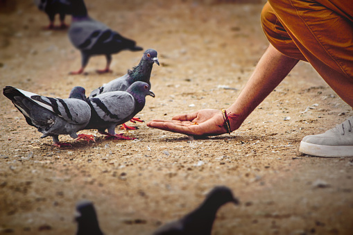 istock a guy feeding pigeons 1147693718
