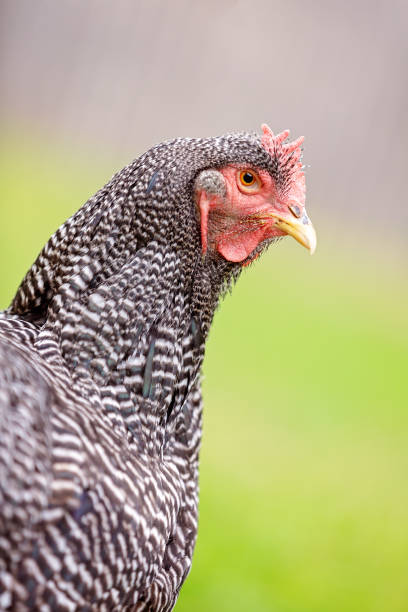 istock Close Up Of A Chicken 1147696260