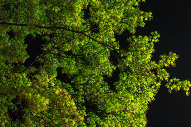 istock Green leaf at Ikaho Onsen 1147696661