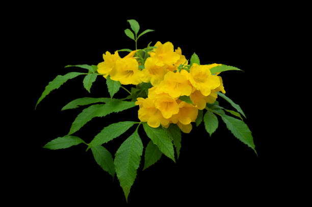 fleur aînée jaune sur le fond noir - flower head botany florist forest photos et images de collection