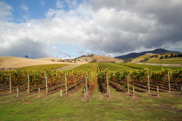 istock Yarra Valley Vineyard - Autumn 1147700120